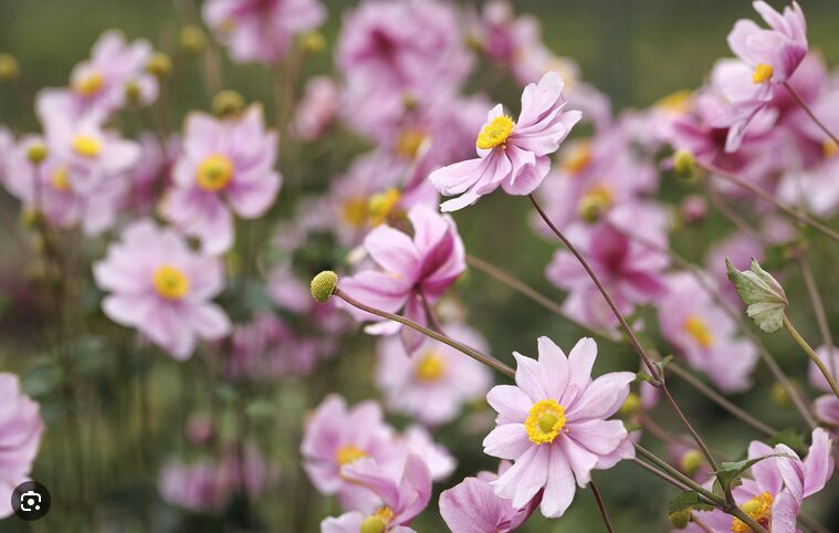 PLUKĖ JAPONINĖ 'SERENADE'